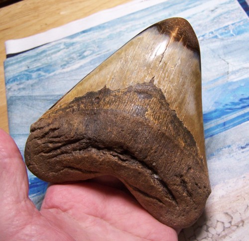 Megalodon shark tooth - megalodon,