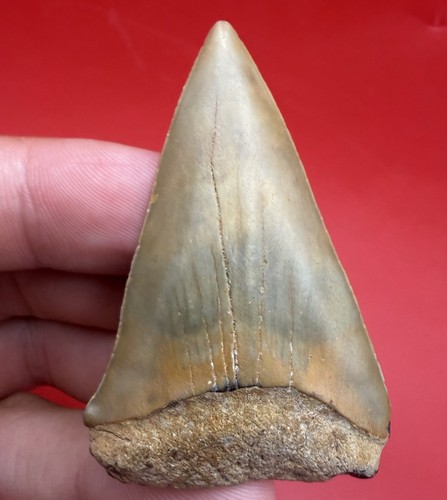 Giant mako shark - giant, tooth