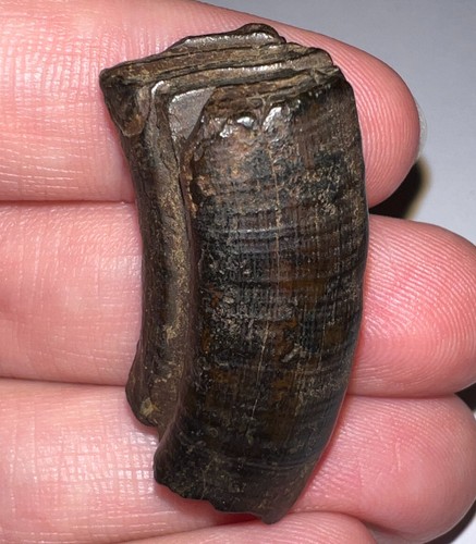 Framed rare ice age - age, fossil