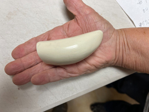Blank sperm whale - sperm, replica