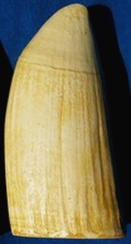 Whale tooth imitation - #6,