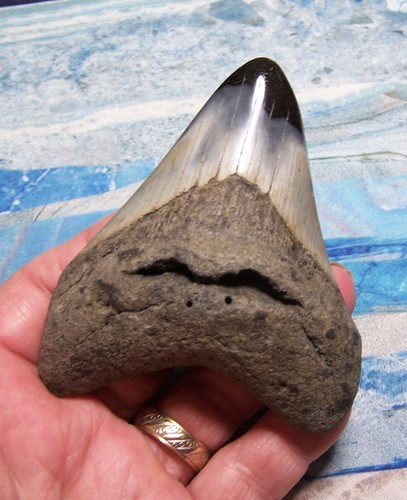 Megalodon shark tooth 4 - shark,