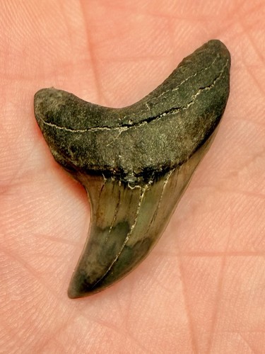Giant thresher shark tooth - giant,
