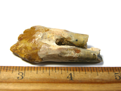 Dinosaur fossil tooth