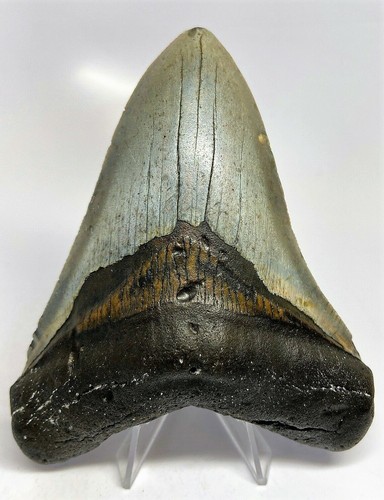 Inch real megalodon shark - real,